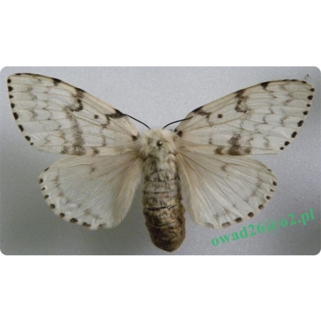 Lymantria dispar (Linnaeus, 1758) female Brudnica nieparka